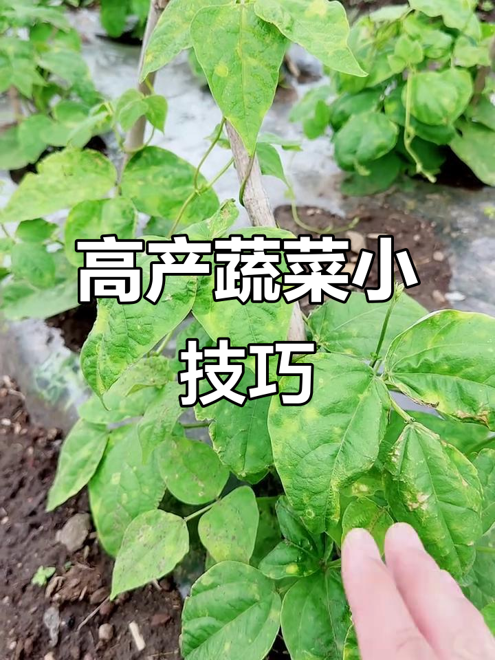 蔬菜高产秘诀:简单配方让豆角秧苗更健康