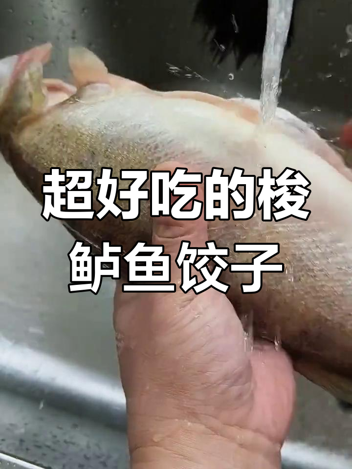 梭鲈鱼饺子,鲜美无比