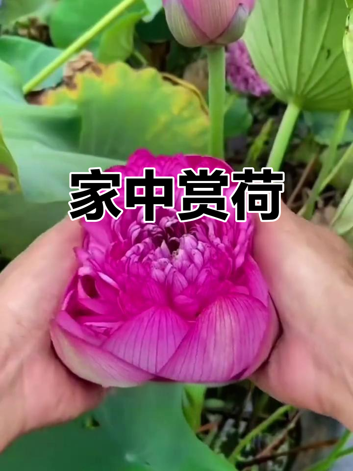 夏季在家种荷花,水缸鱼池皆可栽,年年花开美丽如初