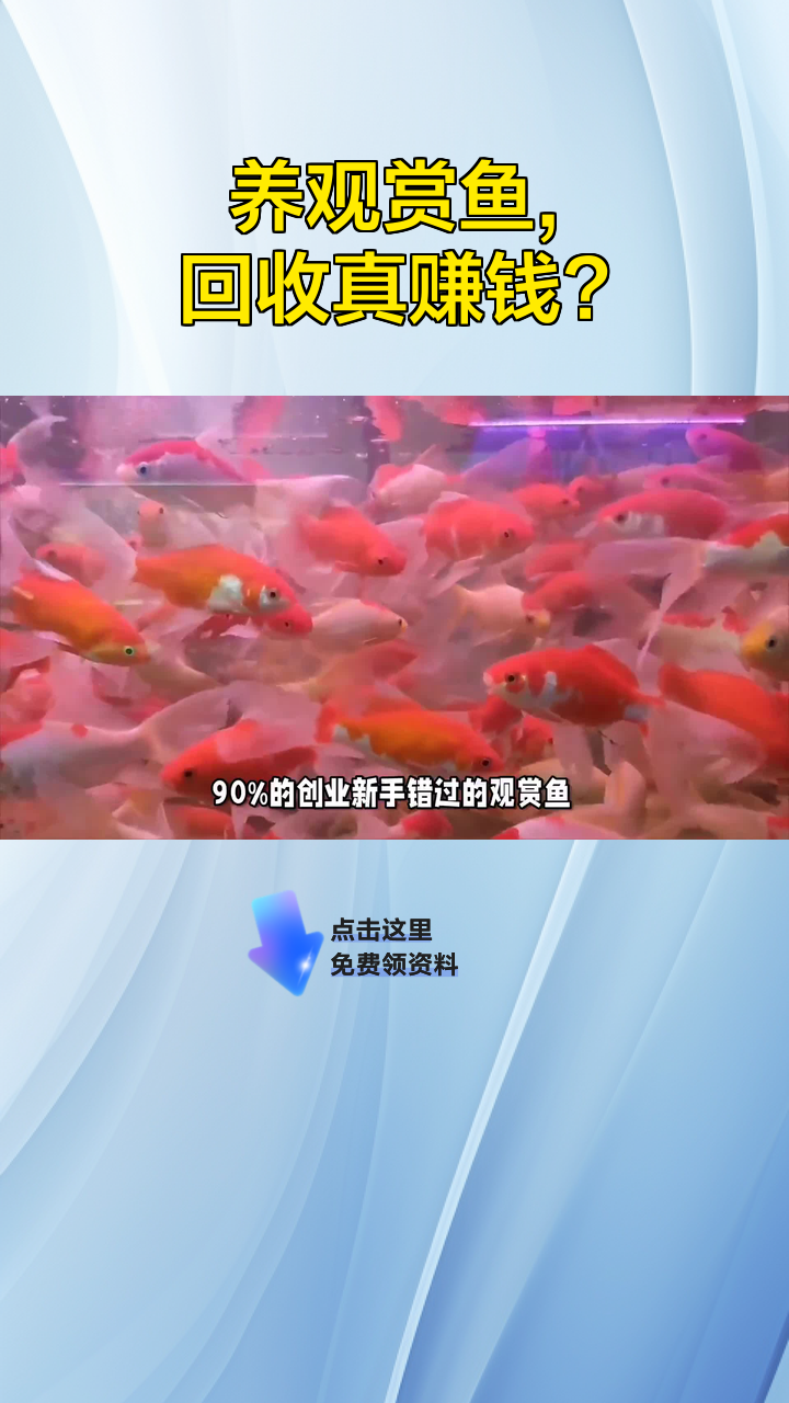 养观赏鱼,回收真赚钱?