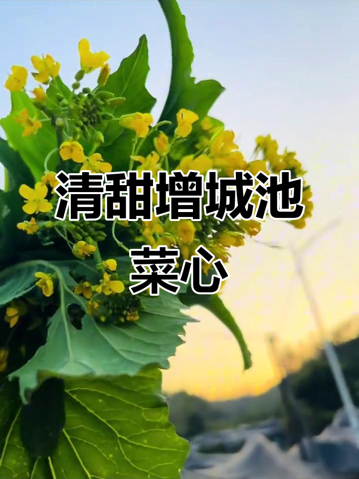 增城迟菜心:冬日美味,清甜脆嫩的岭南佳肴
