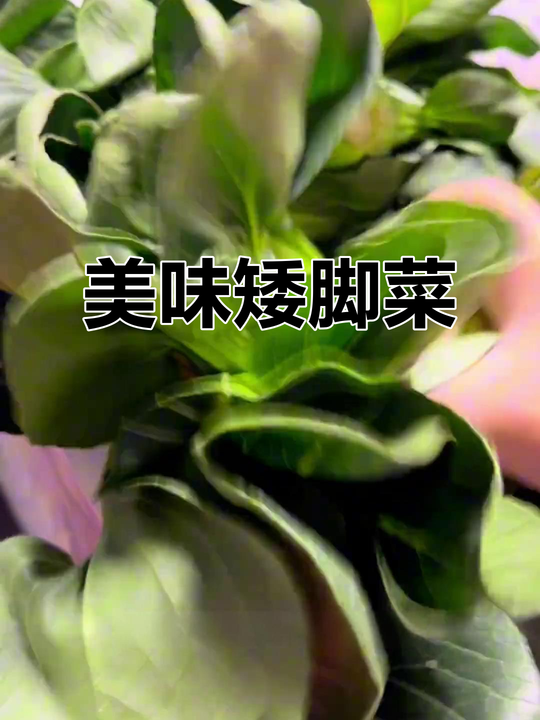 苏州矮脚青菜,软糯香甜,吃过的都说好!