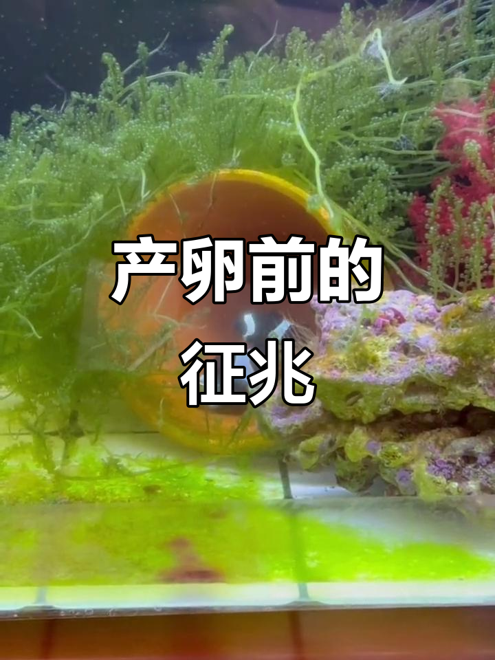 母鱼产卵前，排卵管外露才是关键信号