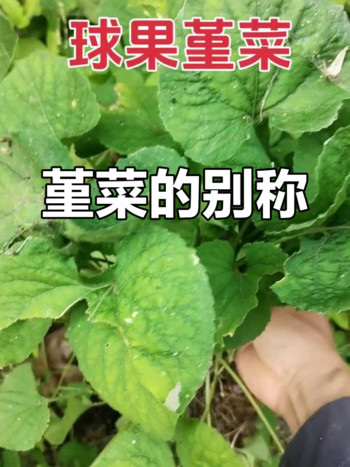 堇菜科草本,多年生植物,别名圆叶毛堇