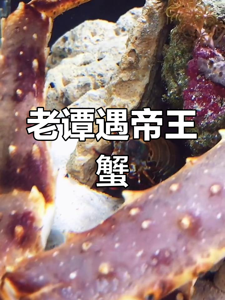 帝王蟹与雀尾螳螂虾的终极对决,老谭这次遇到对手了!