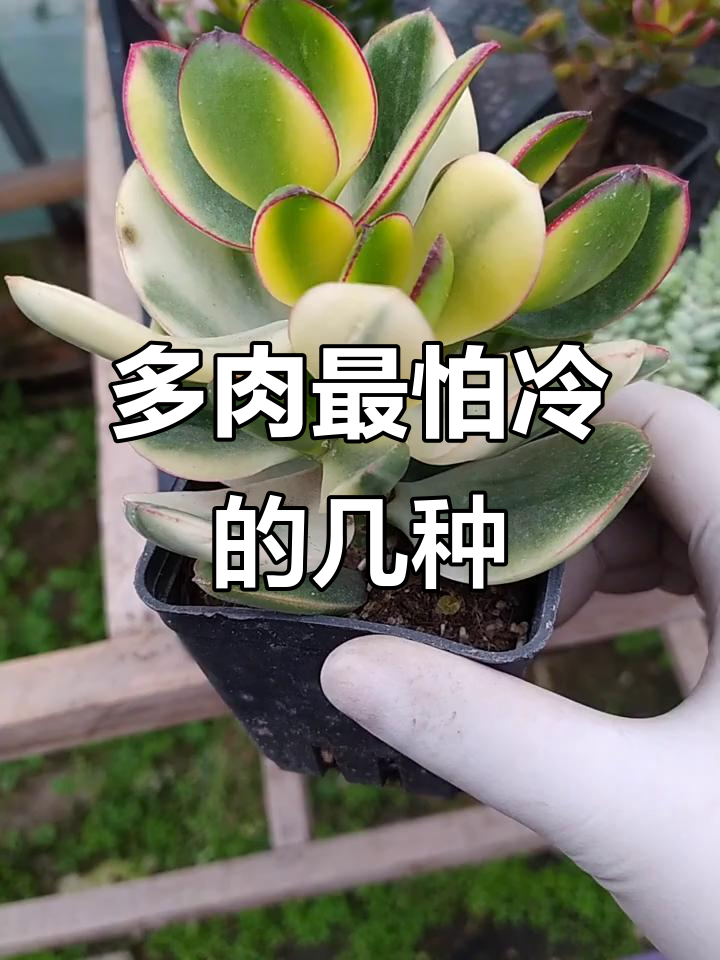 怕冻的多肉植物,这些品种最容易受寒害