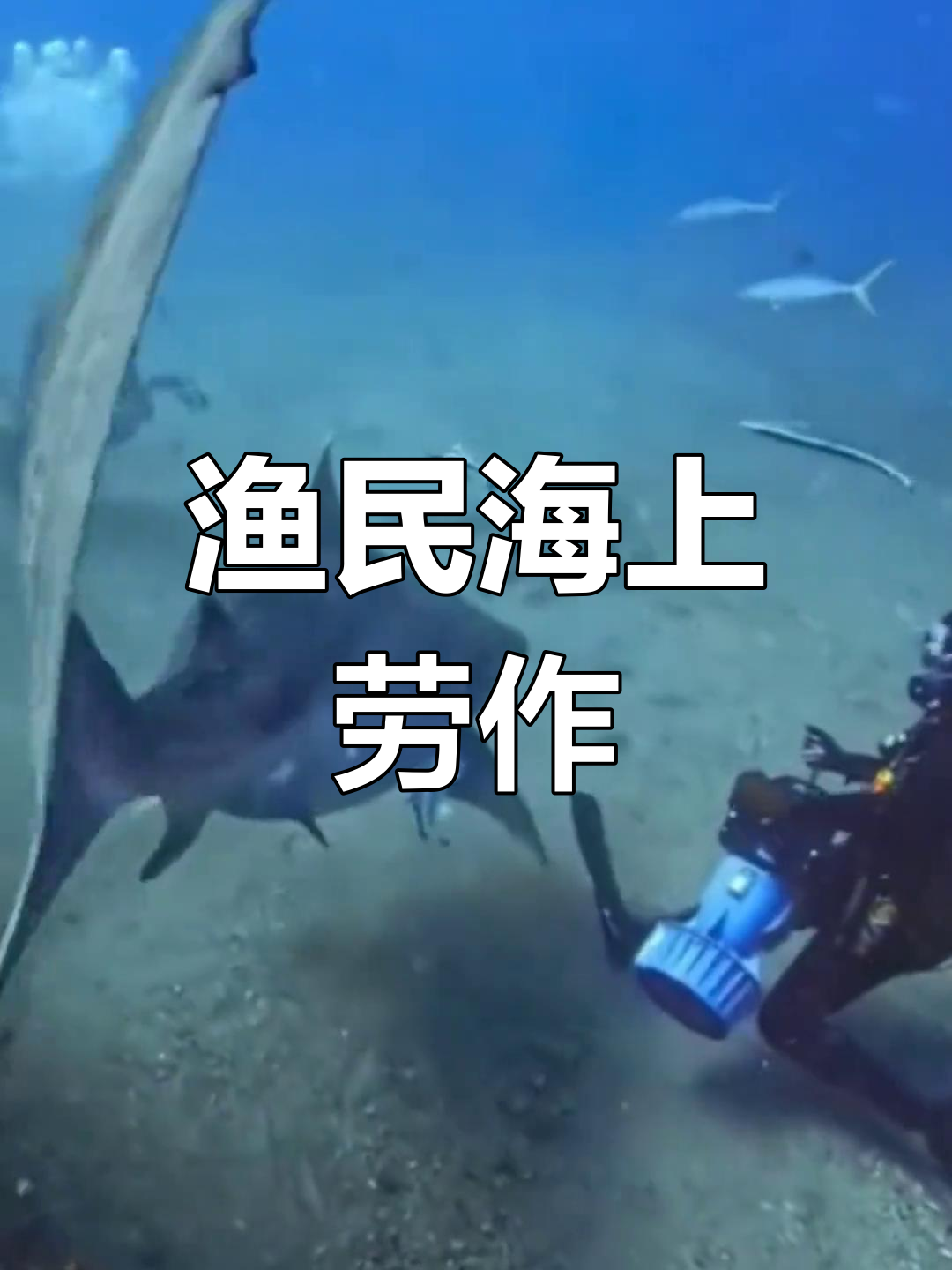 小丑鱼与蓝倒吊的奇妙共生关系