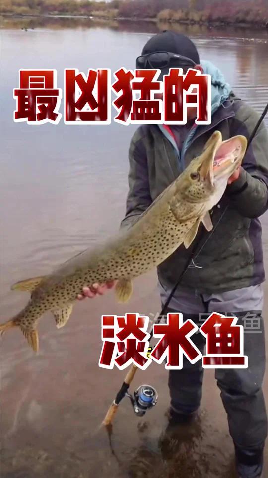 最凶猛的淡水鱼