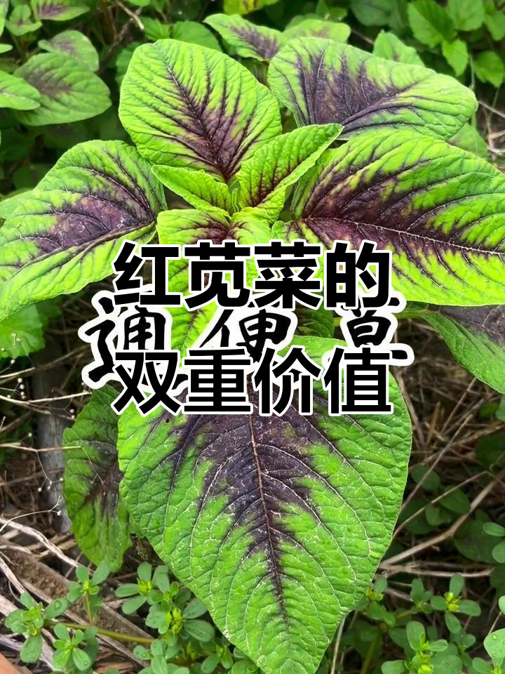野生红苋菜：药食两用，民间珍宝