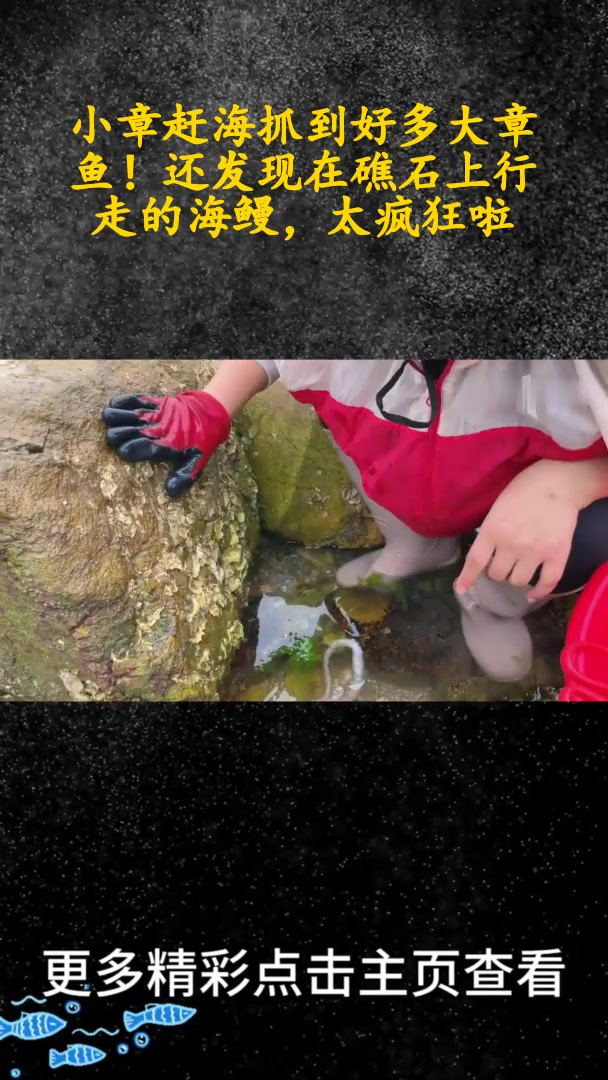 小章赶海抓到好多大章鱼!还发现在礁石上行走的海鳗,太疯狂啦(中)