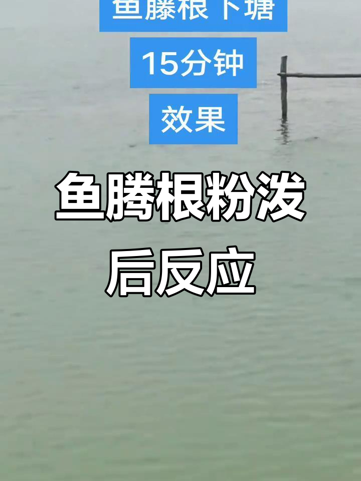 鱼藤根粉泼洒15分钟,泥鳅迅速上岸效果惊人