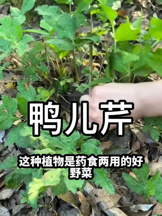 药食同源——鸭儿芹 一种兼具芹菜和香菜风味的野菜 #草本植物#野生植物科普 #野菜鸭脚板 