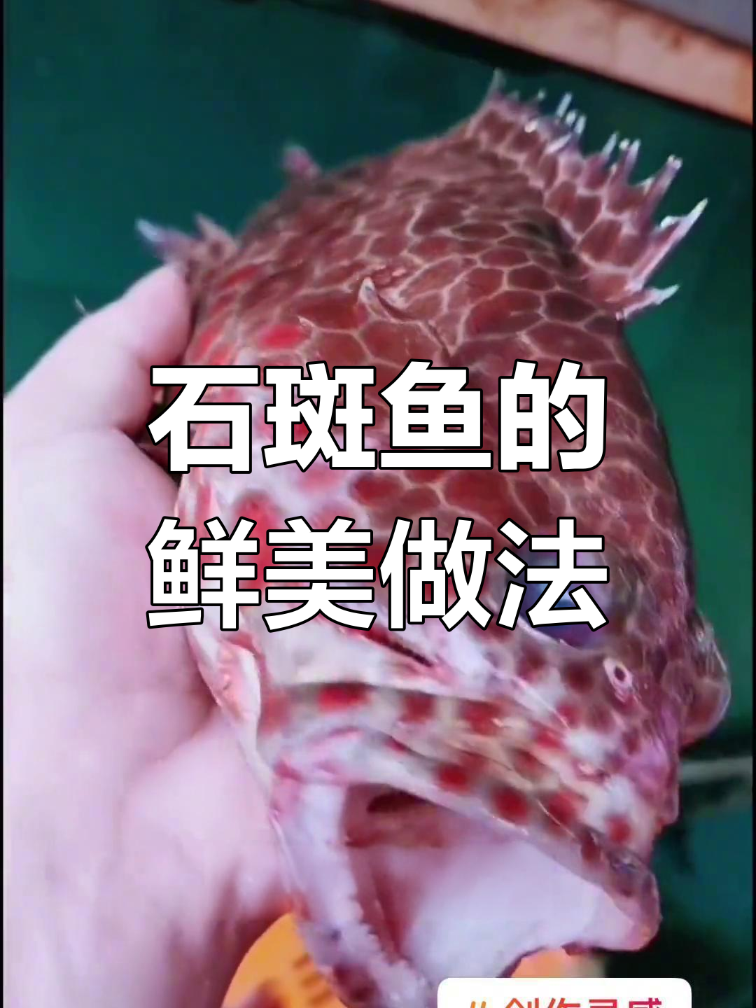 金钱石斑鱼:珍贵海鲜的独特美味