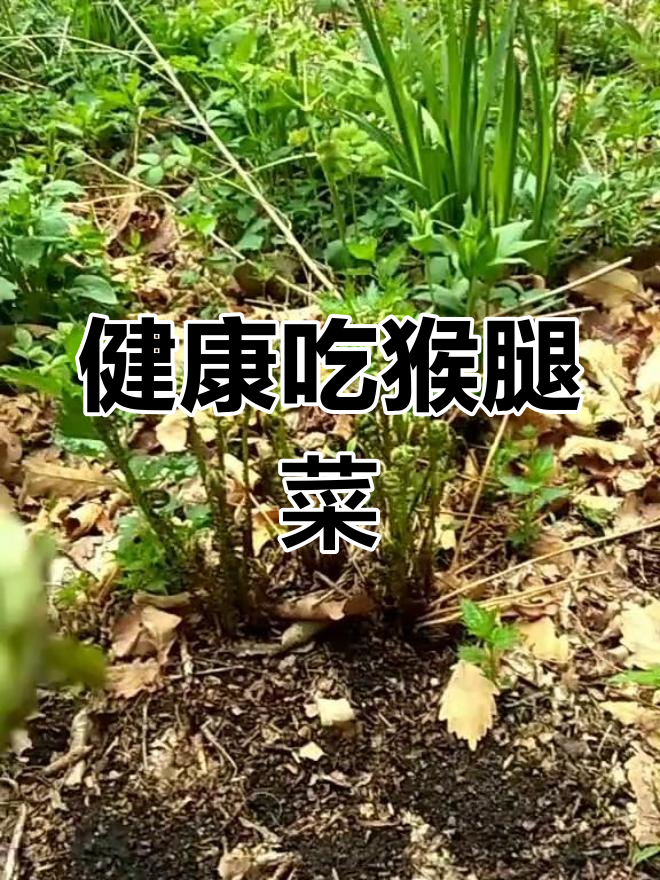 猴腿菜的营养价值与清毒功能