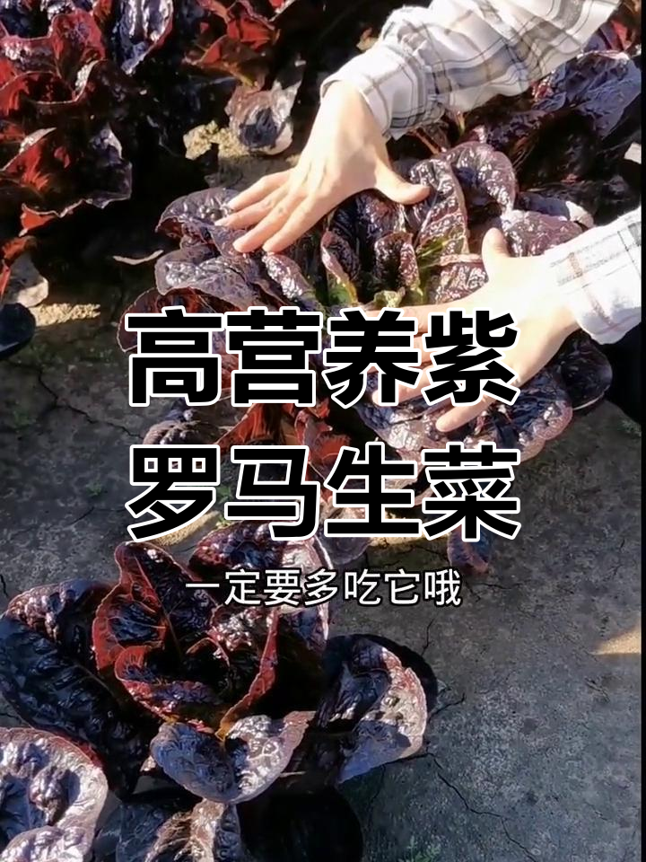 紫罗马生菜:花青素丰富,脆甜爽口,熬夜族必吃!