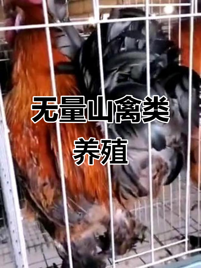 昆明无量山乌骨鸡苗、鹅苗与鸭苗,品质优良