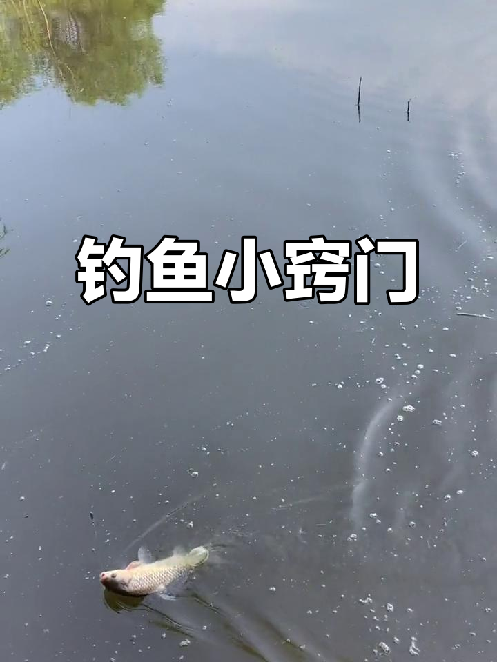 钓鱼技巧:白天蚯蚓,晚上麦粒,方法对了才能有收获!