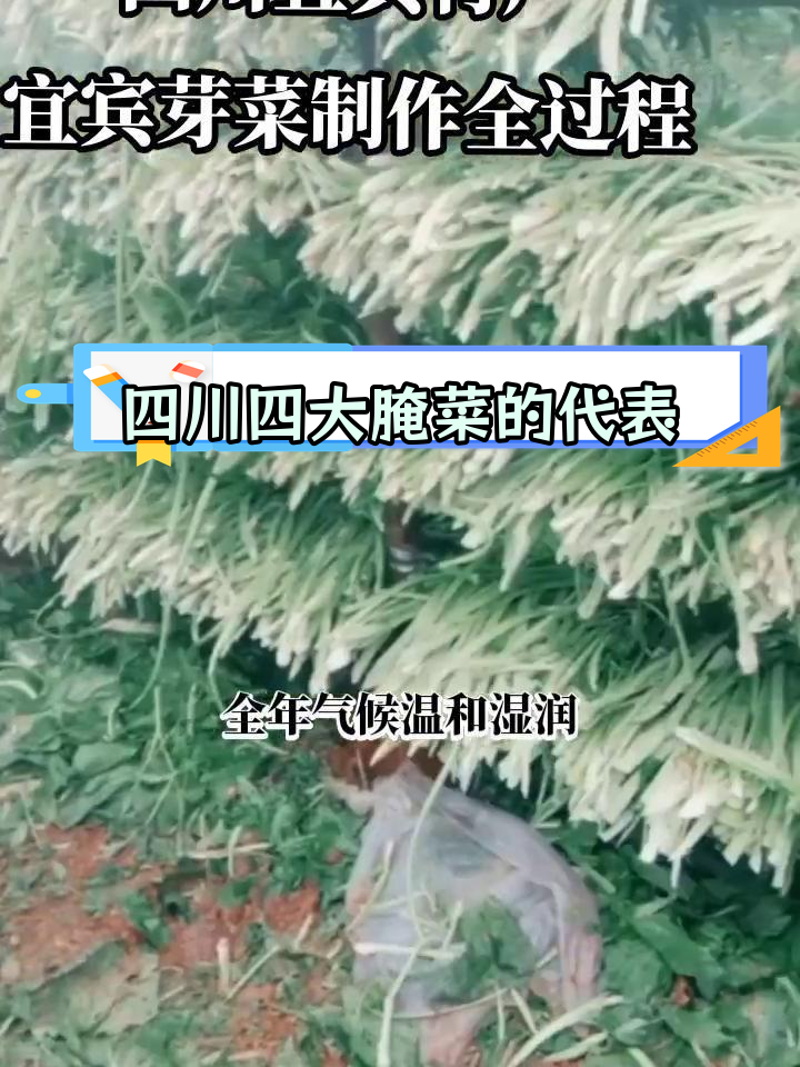 宜宾芽菜:独特风味与气候的完美结合