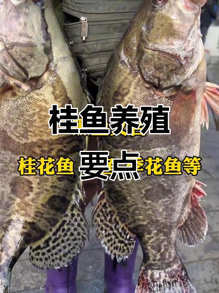 桂鱼养殖技术全解析:从生物特性到高密度养殖技巧