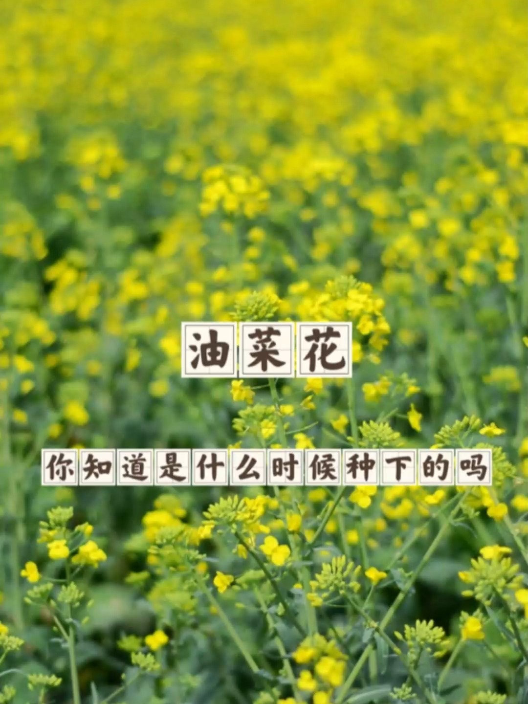 你知道油菜花是什么时候种下的吗?