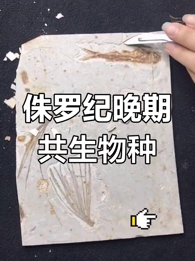辽宁发现罕见狼鳍鱼与植物共生化石,揭示史前生态