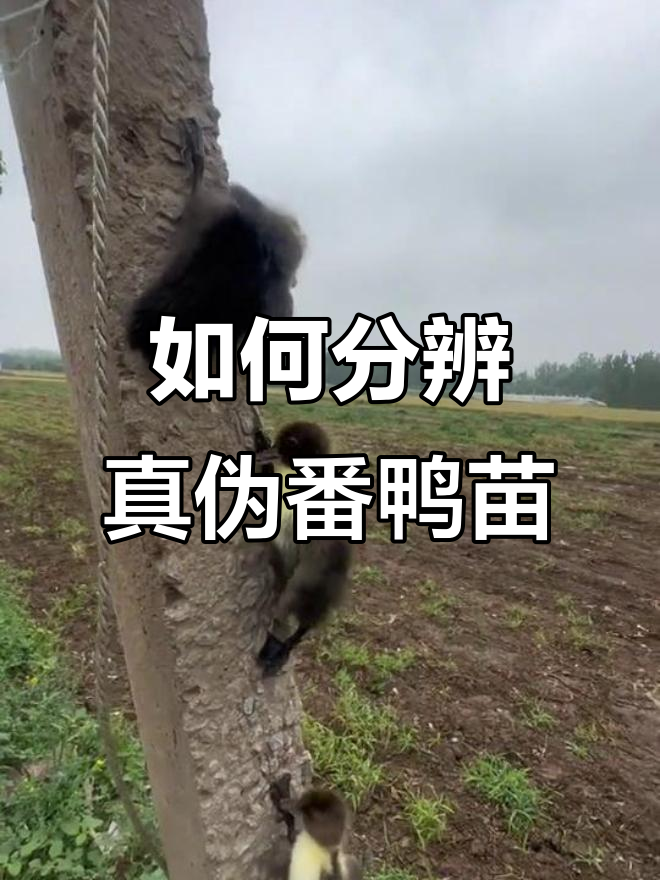 辨别真假番鸭苗,了解鸳鸯鸭的特点与优势