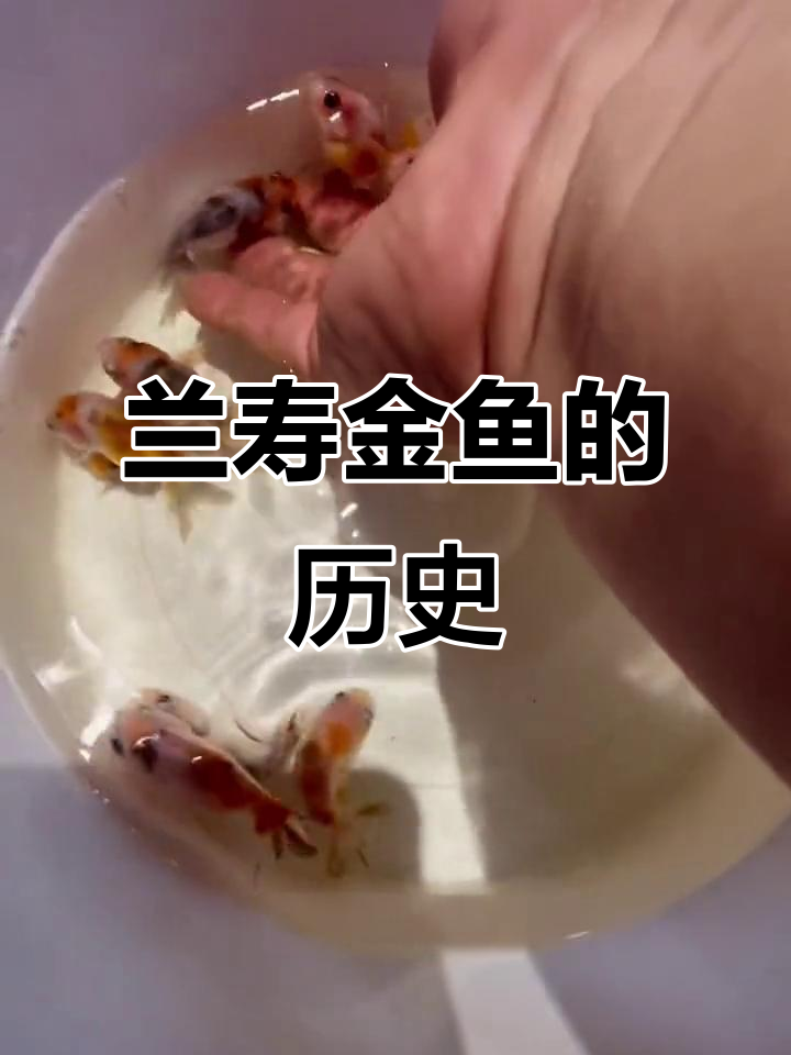 兰寿金鱼的起源与养护技巧,了解鲫鱼如何变身