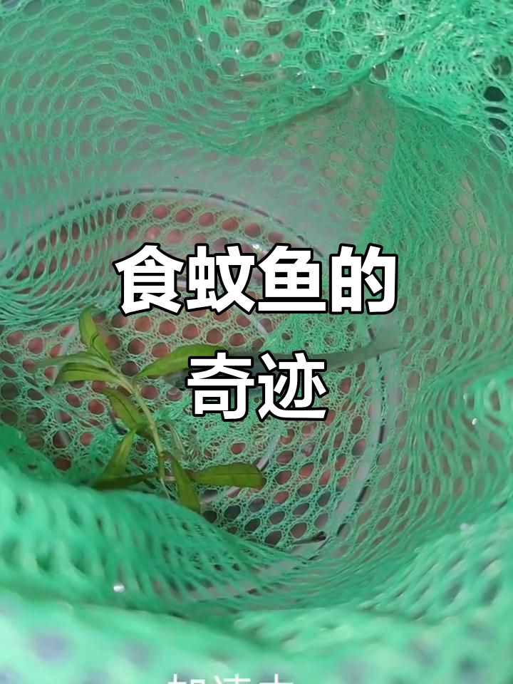 食蚊鱼产下45条小鱼,真是惊人繁殖力!