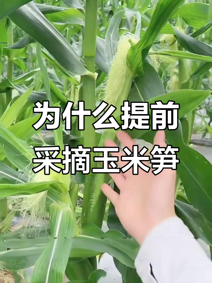 玉米笋为何早早被摘?揭秘种植秘诀