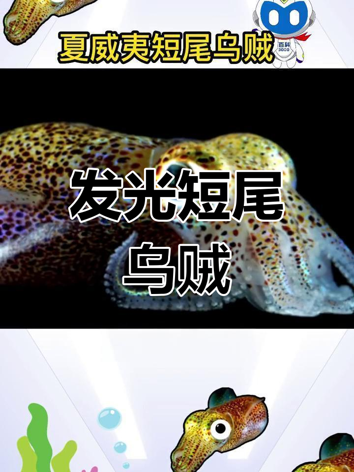 夏威夷短尾乌贼:深海中的奇妙生物