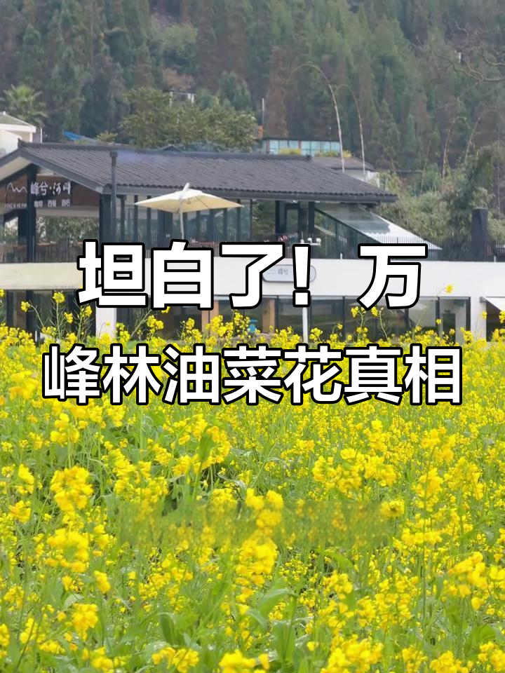 万峰林油菜花真实样貌曝光,拍照技巧大公开