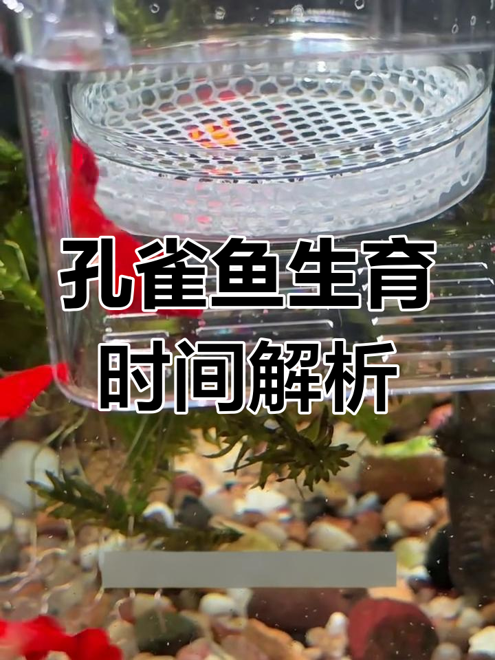 孔雀鱼怀孕多久能生?揭秘繁殖周期与环境影响