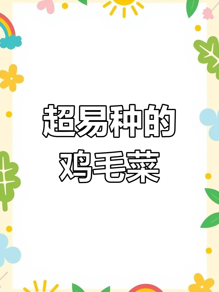 鸡毛菜,懒人必备!撒种就能长,鲜嫩如豆腐