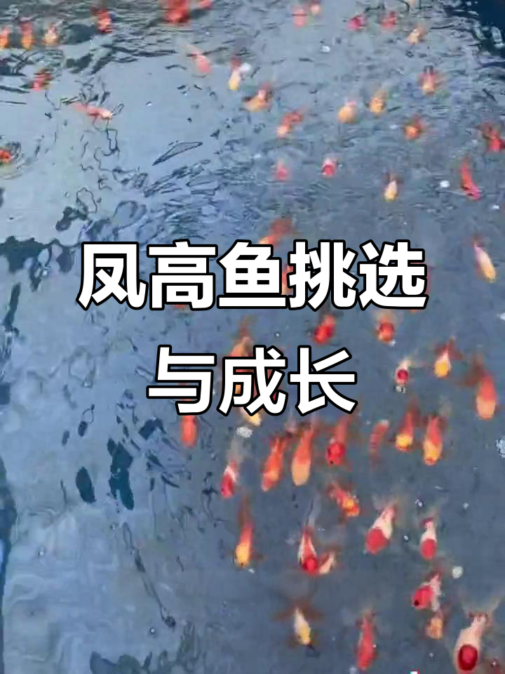 2024年凤高鱼变色过程揭秘及淘汰留存选择
