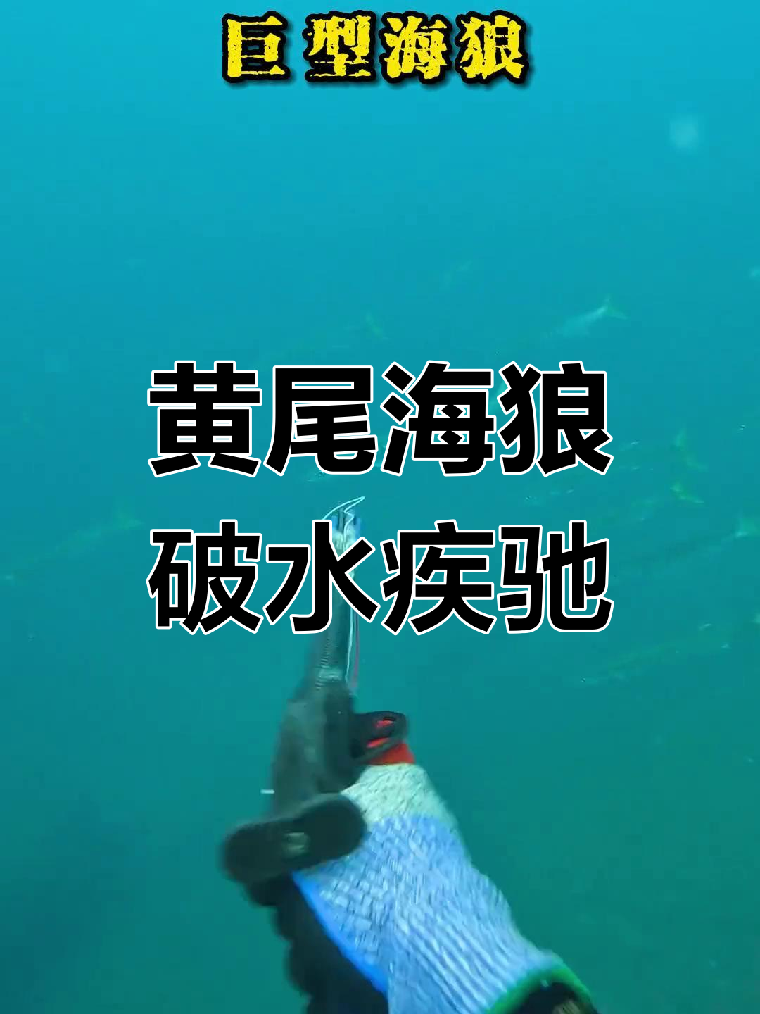 15米海底猛击,黄尾海狼爆发力惊人