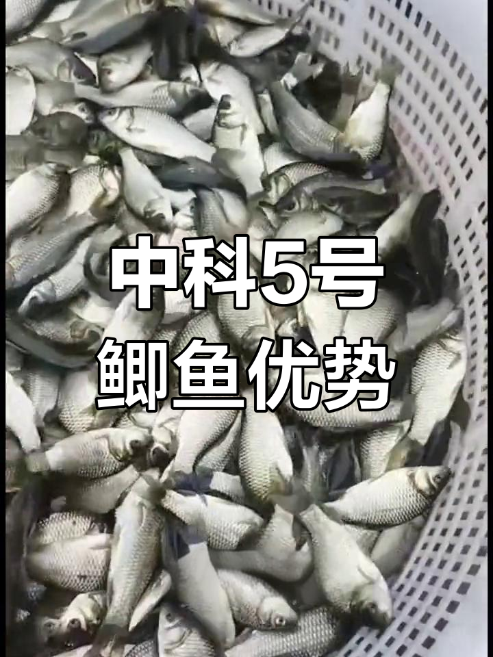 中科5号鲫鱼与普通土鲫的区别
