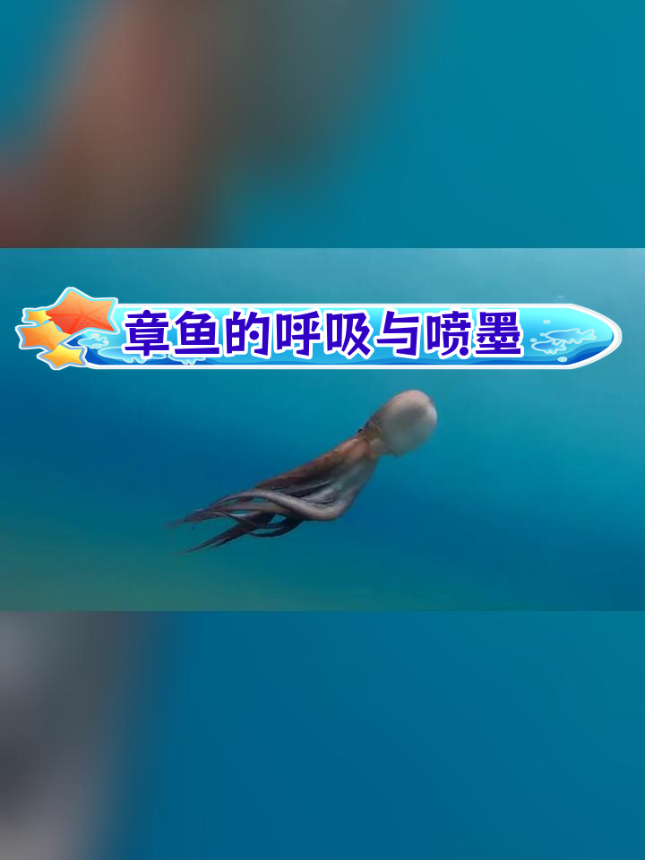 章鱼如何喷墨与呼吸,揭秘海洋生物的神奇机制