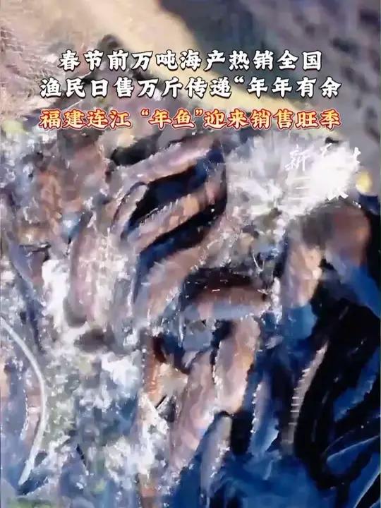 福建连江,“年鱼”迎来销售旺季。销售旺季百万吨鲜货正在发往你的年夜饭餐桌!福建连江年鱼热销