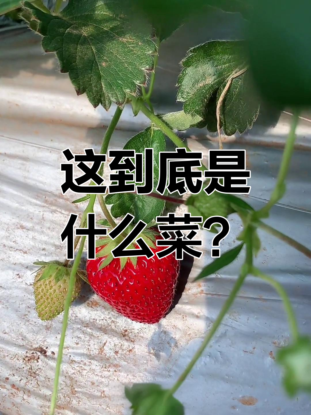 云南罕见蔬菜,长得像黄瓜却不是茄子!