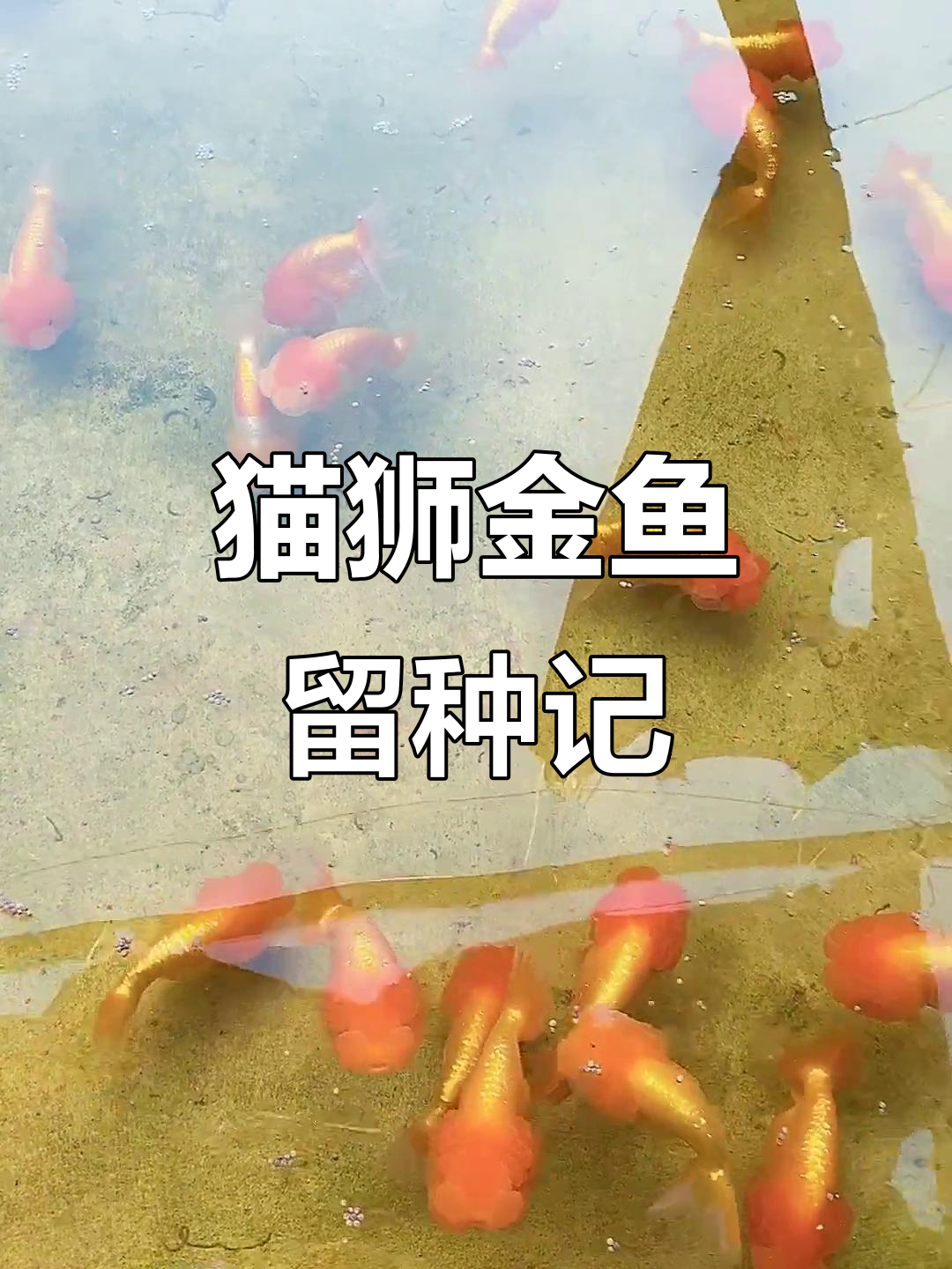 金鱼养殖日常,今年留种的猫狮都在这里了