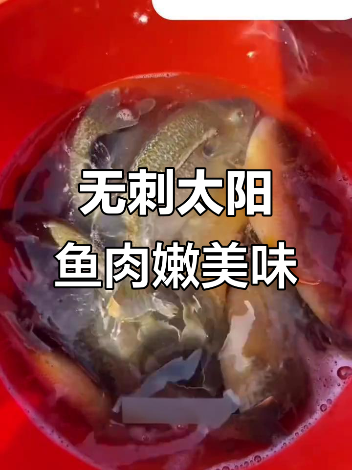 蓝腮太阳鱼:肉质鲜嫩无刺,老人小孩都爱吃