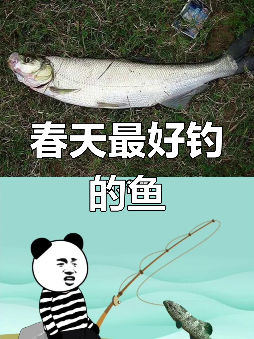 春季钓鱼必钓的淡水鱼种类