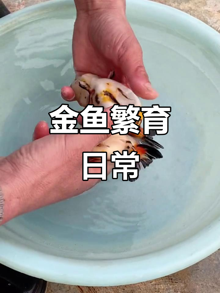 兰寿金鱼繁殖忙碌,生活虽忙但快乐