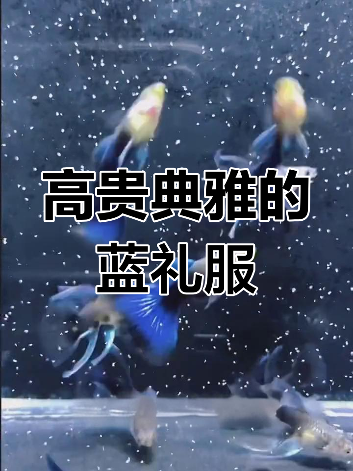 蓝礼服孔雀鱼:高贵气质与优雅身姿