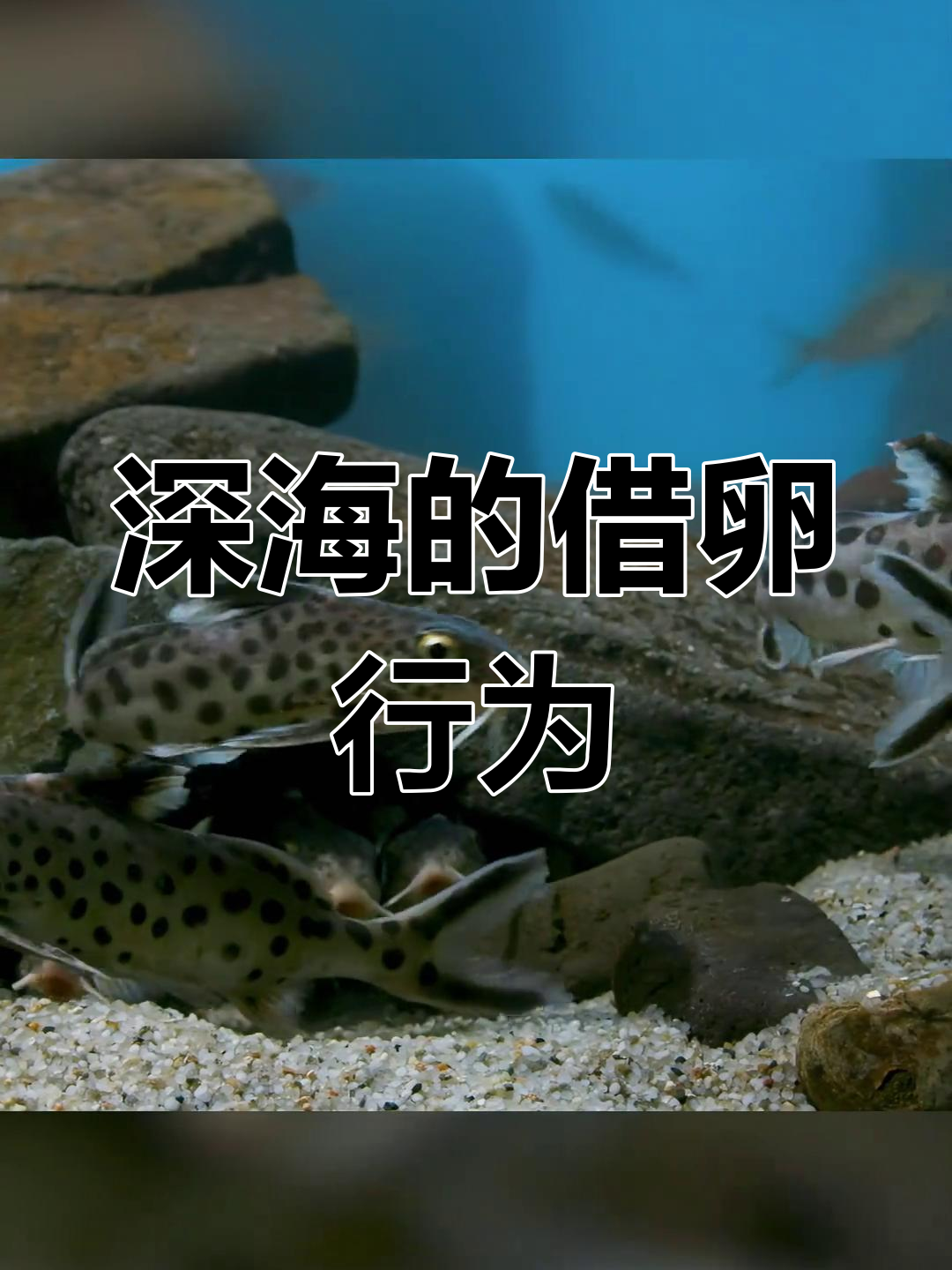 深海中的杜鹃鲶鱼:一场4500万年的骗局