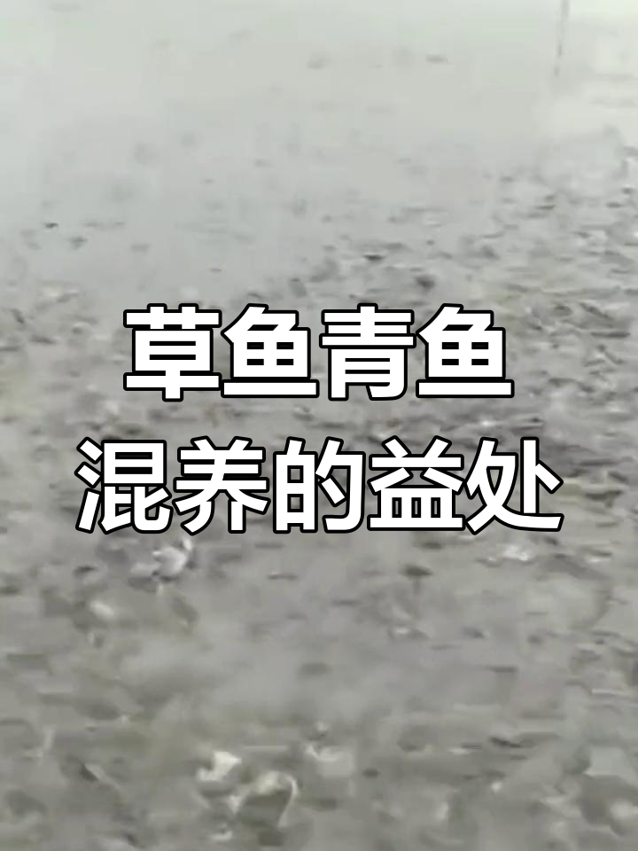 草鱼与青鱼的混养优势