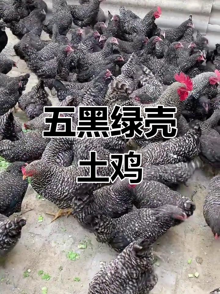 芦花鸡:公鸡肉质鲜嫩,母鸡高产蛋