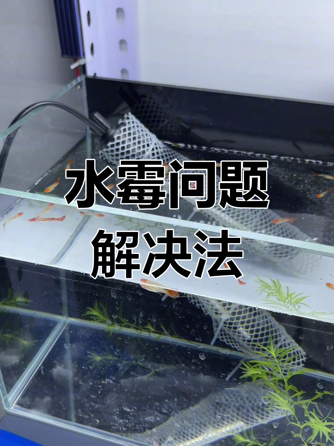 孔雀鱼水霉不用药?多年经验教你轻松应对!