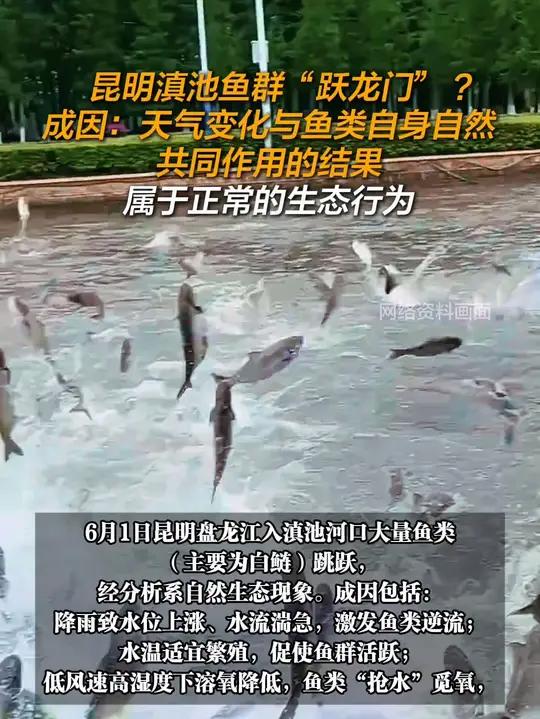 昆明滇池鱼群“跃龙门”?成因:天气变化与鱼类自身自然共同作用的结果,属于正常的生态行为