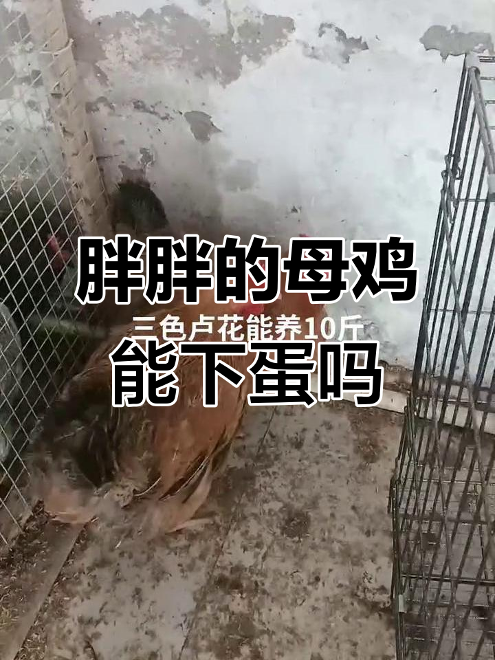 这只三色芦花母鸡养到十斤,竟然不下蛋!